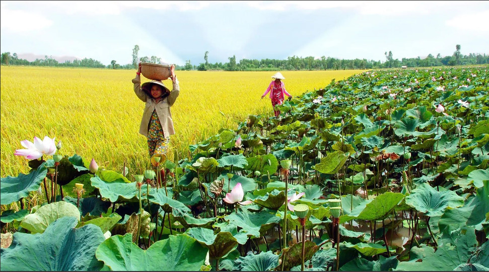 Kinh nghiệm du lịch Long An từ A – Z mới nhất