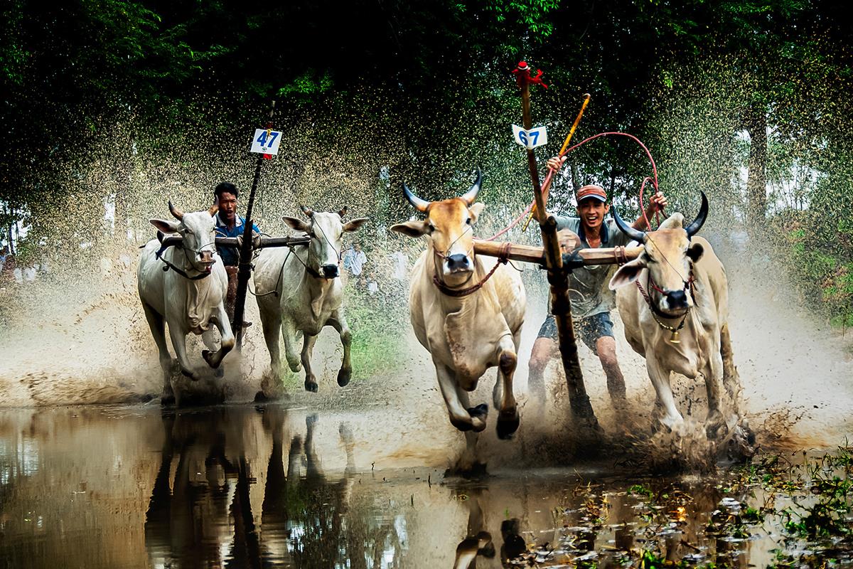 Lễ hội đua bò Bảy Núi là nét văn hóa đặc sắc tại An Giang